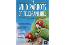 WILD PARROTS OF TELEGRAPH HILL DVD