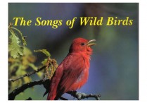 SONGS OF WILD BIRDS Paperback & CD