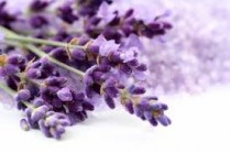 Jean Southey Essential Oil 10ml Lavender